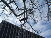 Crow